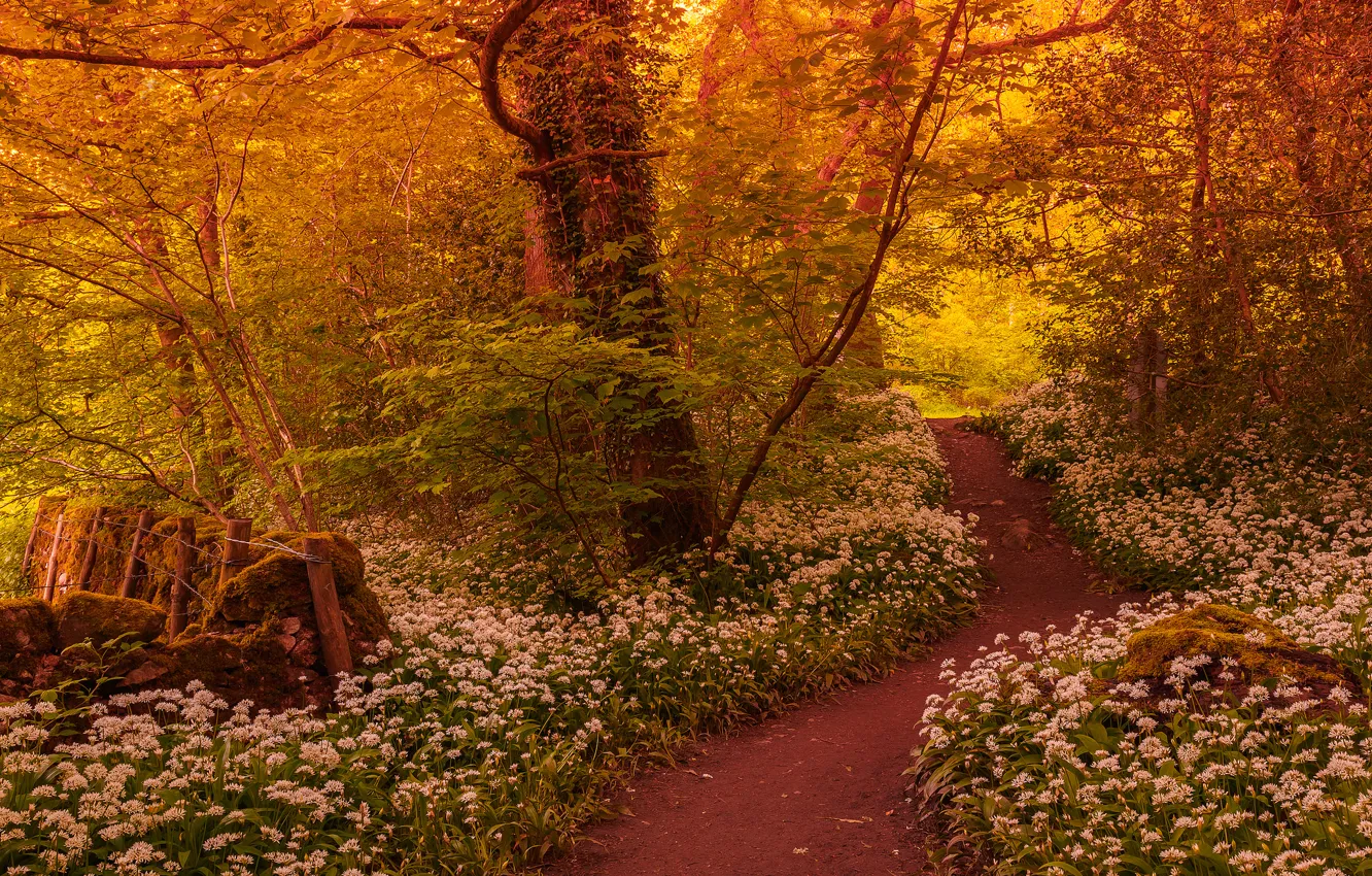 Photo wallpaper forest, trees, flowers, trail