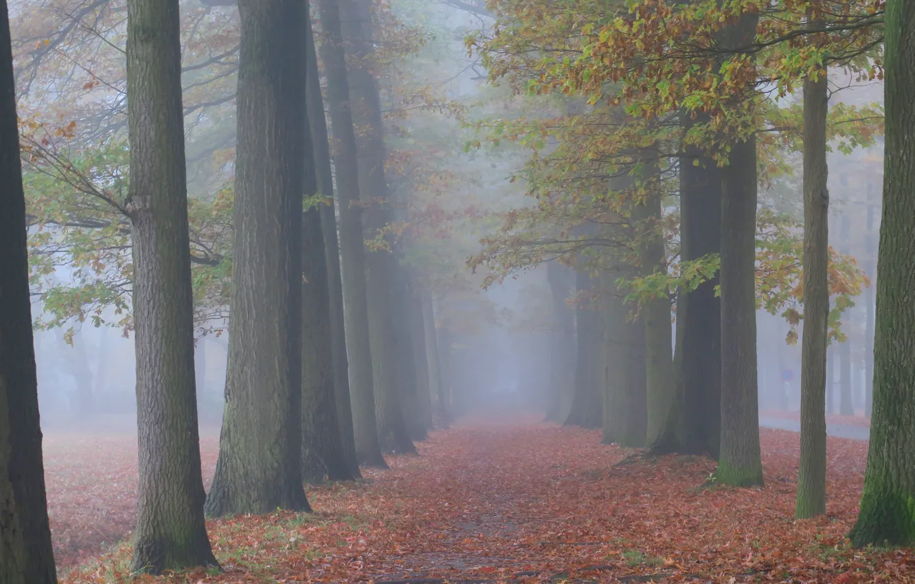 Photo wallpaper autumn, forest, trees, nature, fog, trunks, morning