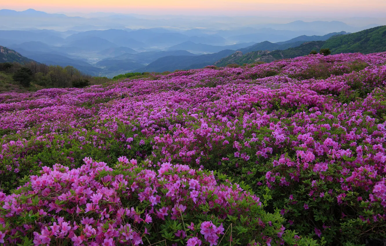 Photo wallpaper summer, the sky, leaves, clouds, flowers, mountains, fog, thickets