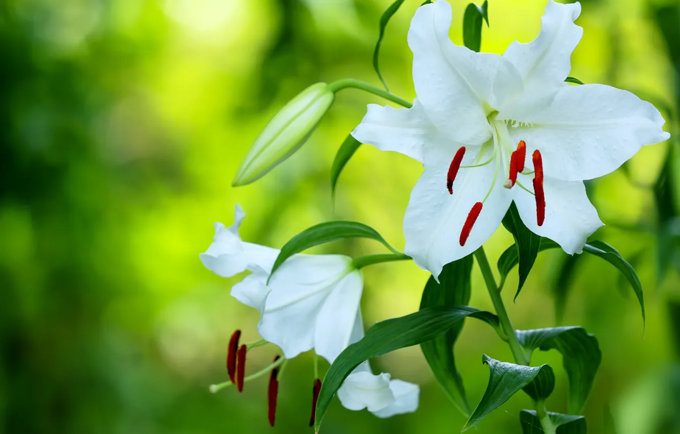 Photo wallpaper white, macro, Lily, petals, stamens