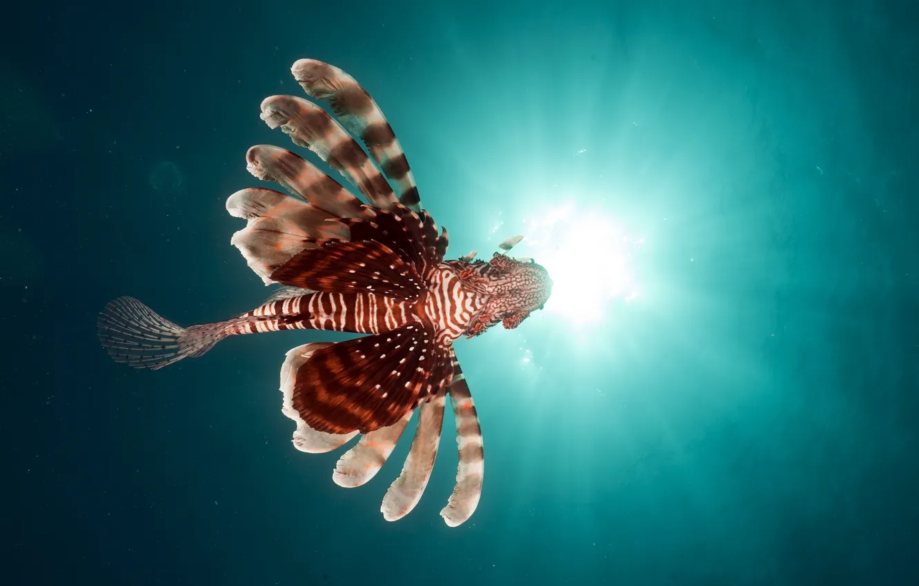 Photo wallpaper fish, underwater, underwater, fish, The red sea, Lionfish, Red Sea, Lionfish