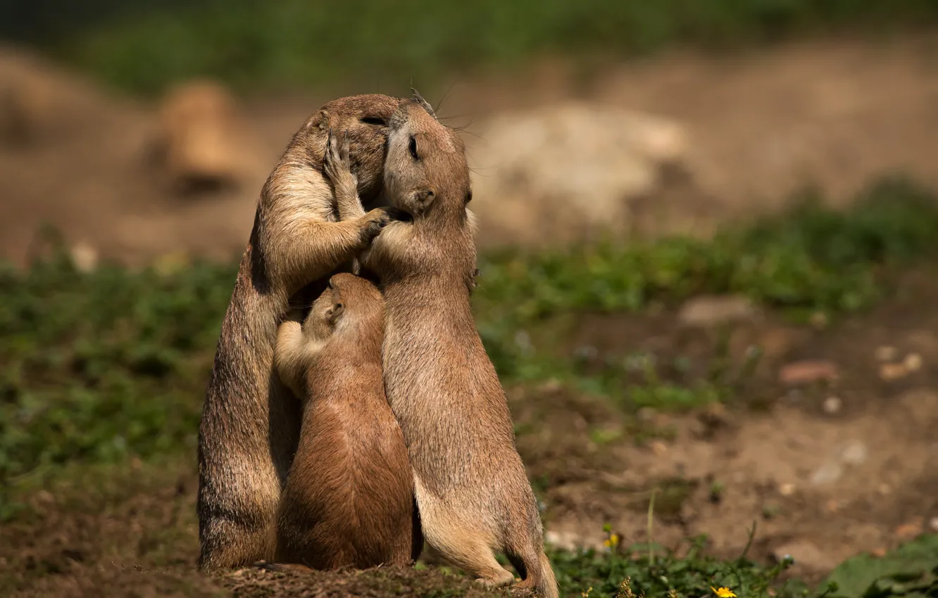Photo wallpaper meeting, family, Prairie dogs