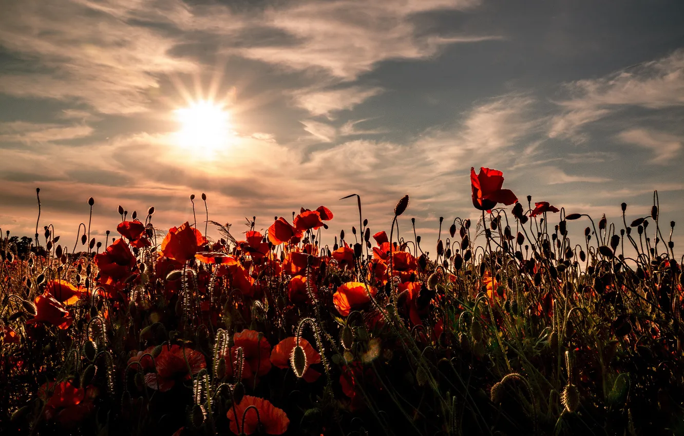 Photo wallpaper sunset, Maki, poppy field