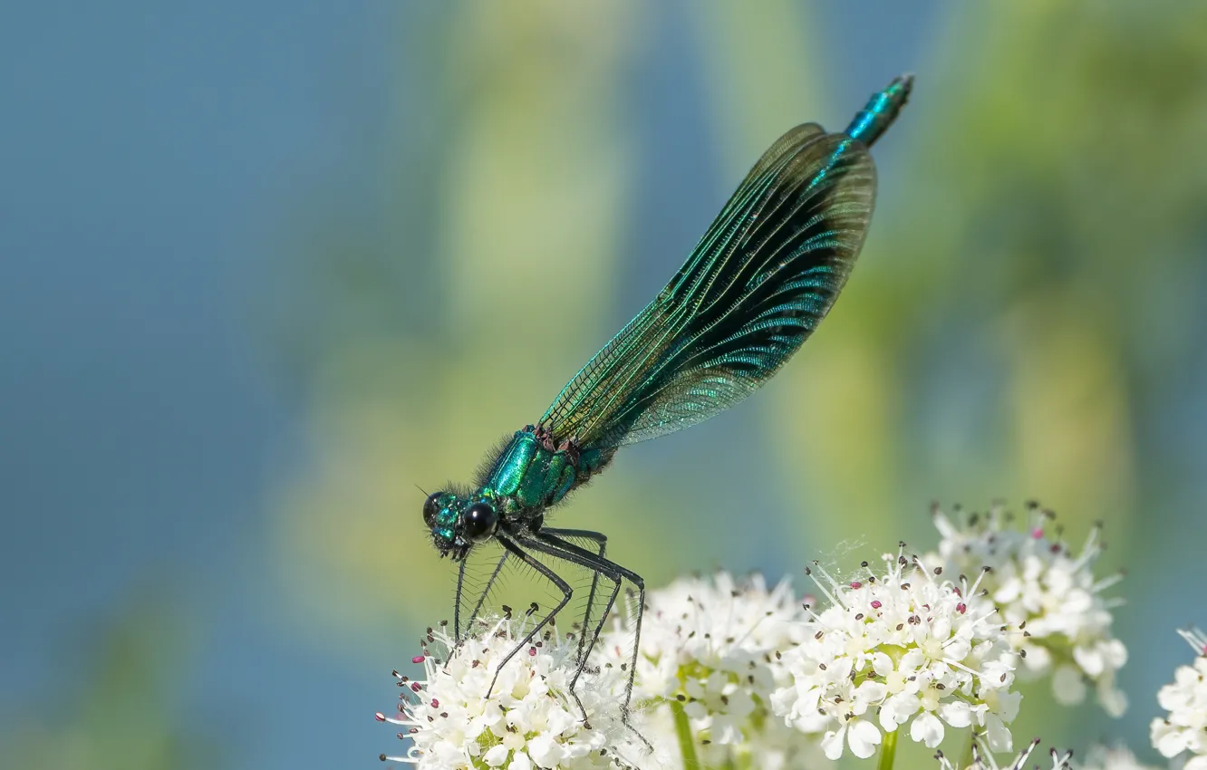 Photo wallpaper macro, dragonfly, insect