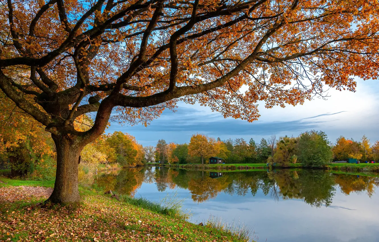 Photo wallpaper trees, lake, autumn