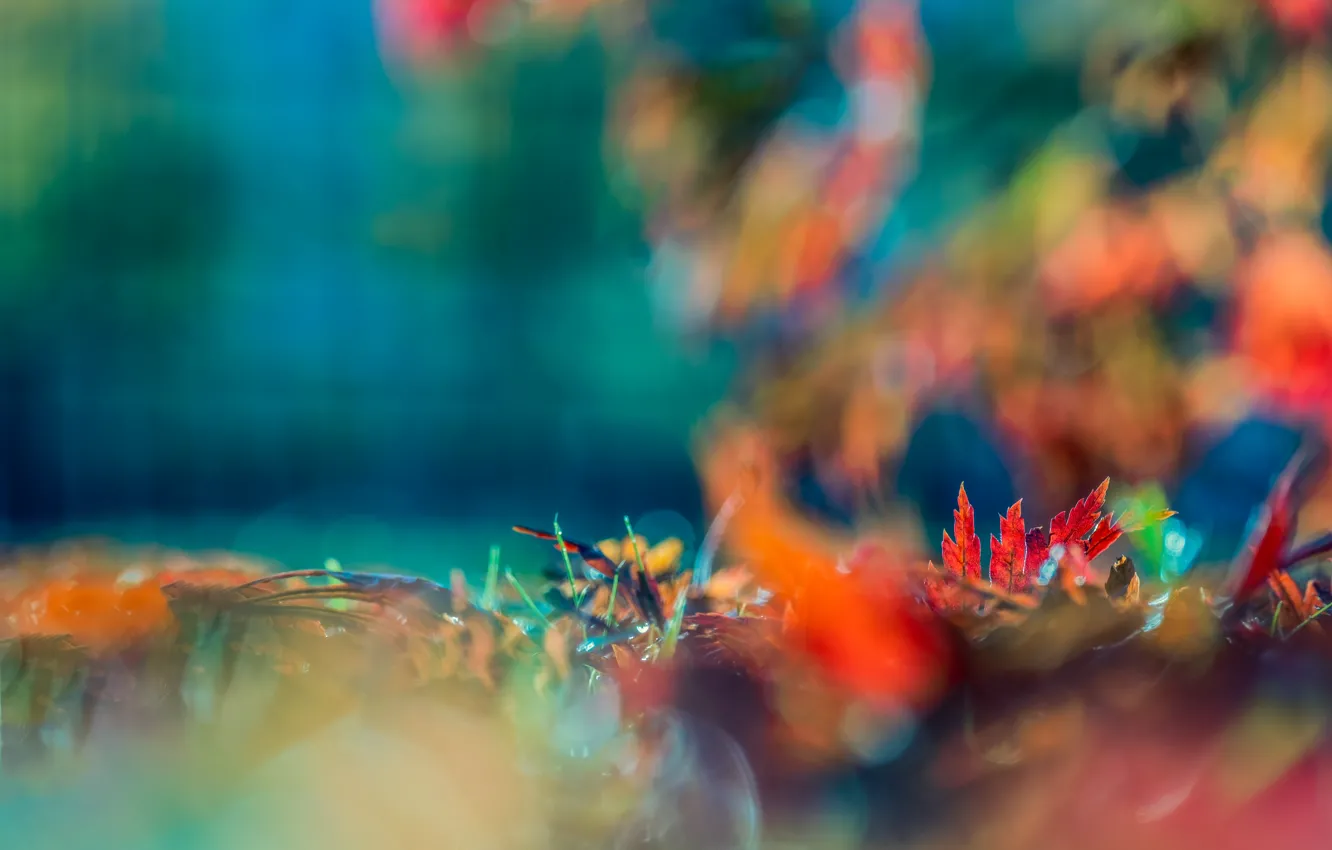 Photo wallpaper autumn, blur, the colors of autumn, bokeh, autumn leaves