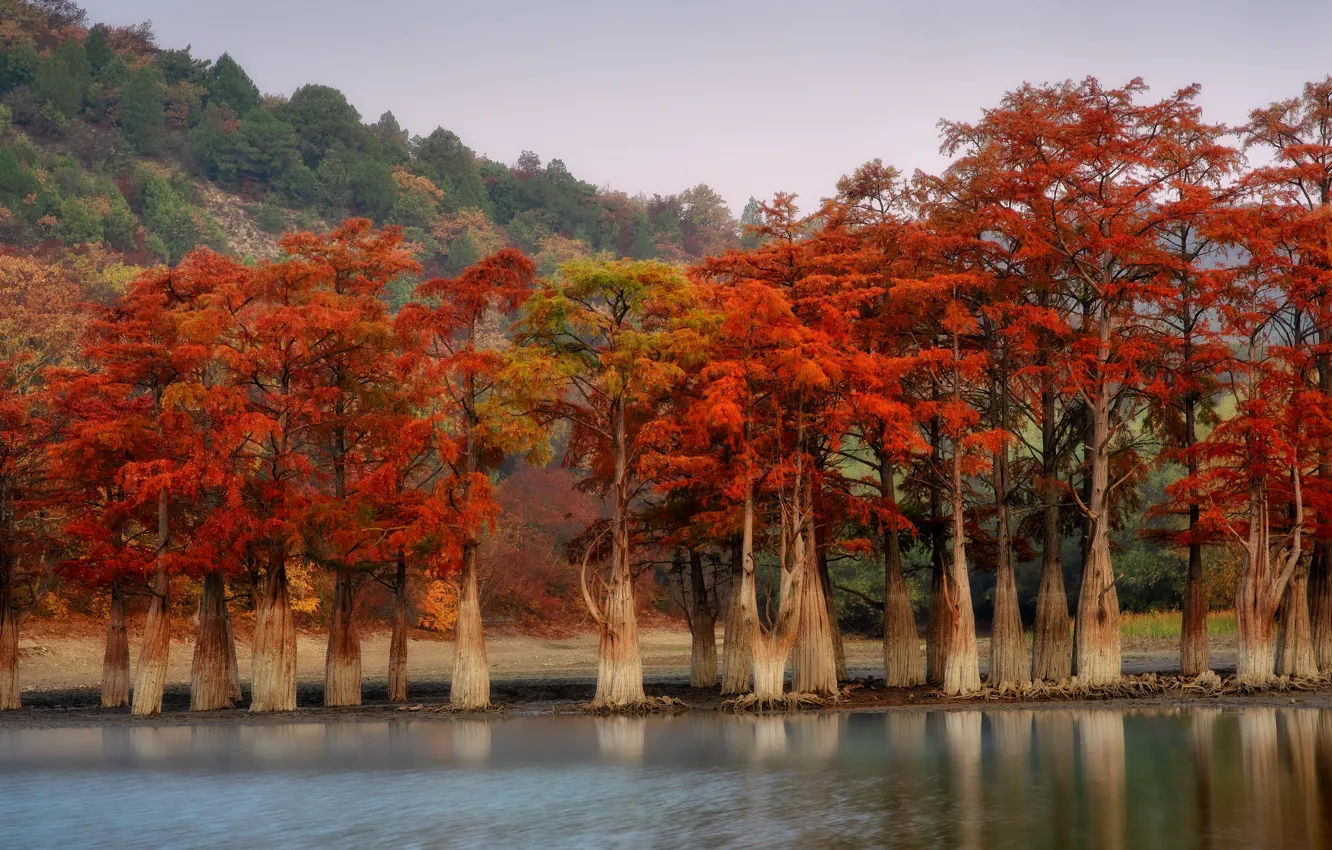 Photo wallpaper trees, landscape, nature, pond, cypress, Sukko, Cypress lake