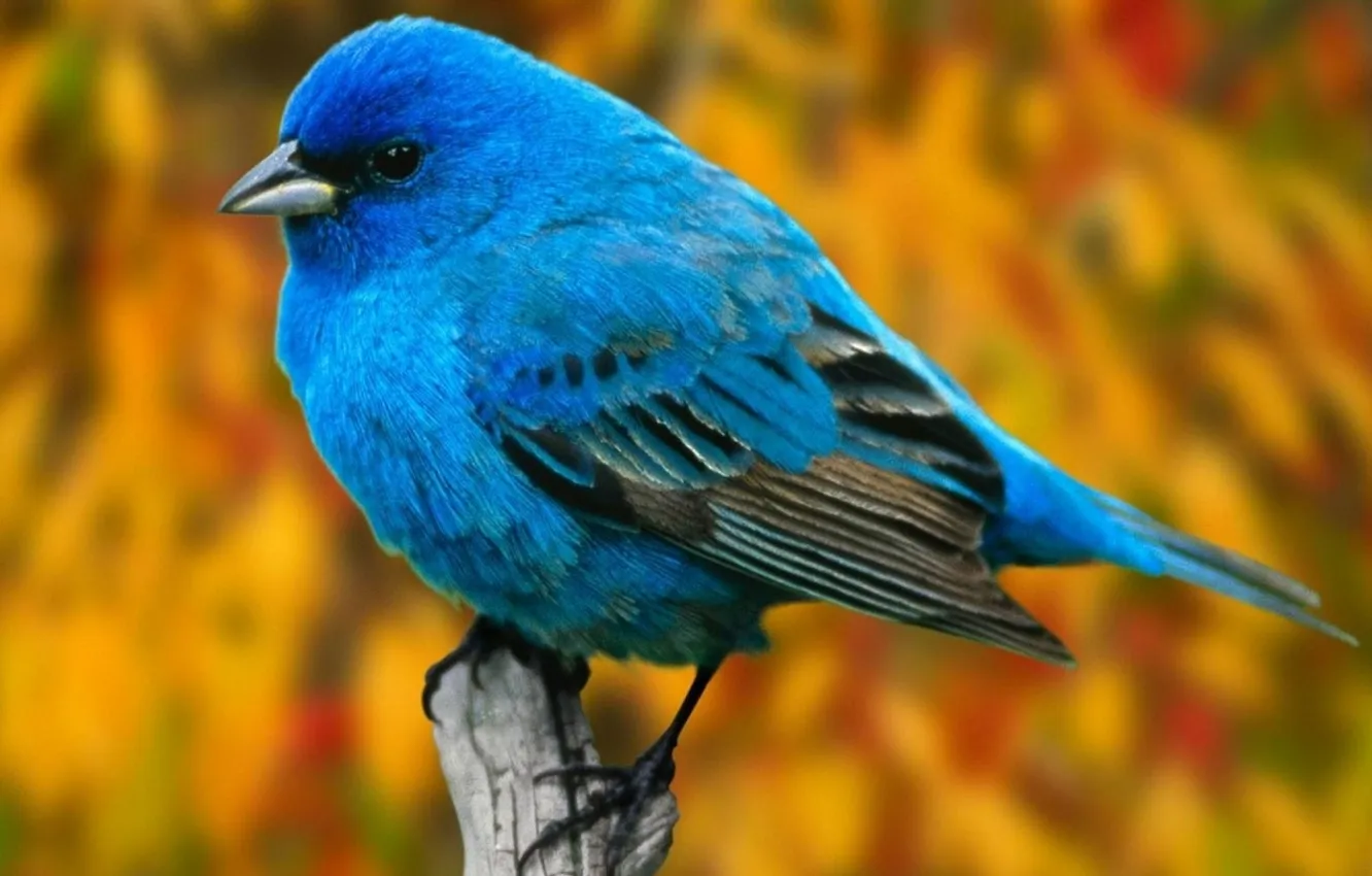 Photo wallpaper microsemi, bird, beautiful, Starling, bright color