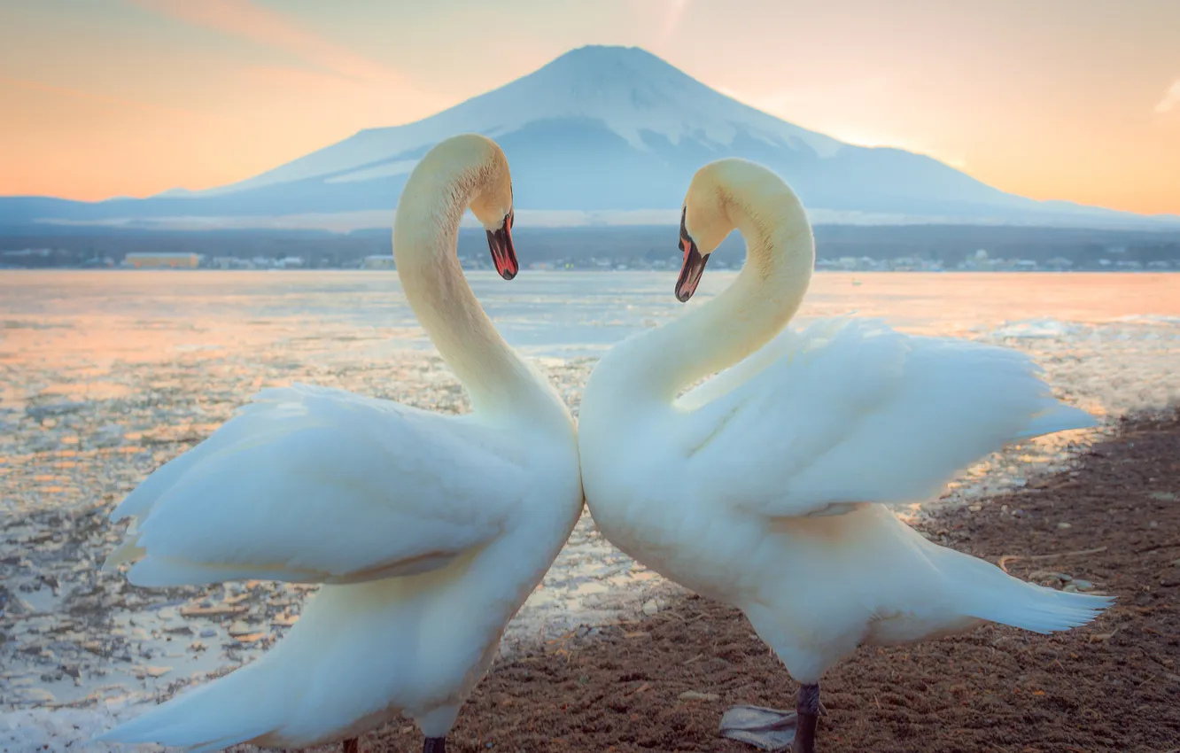 Photo wallpaper bird, shore, pair, swans, pond, two swans