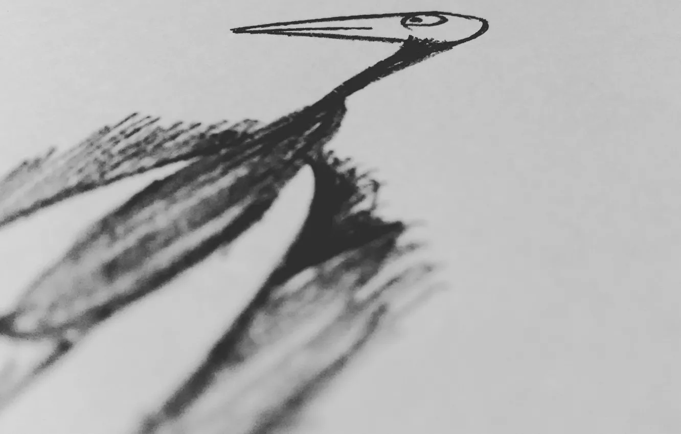 Photo wallpaper grey, crow, paper, pencil, Raven