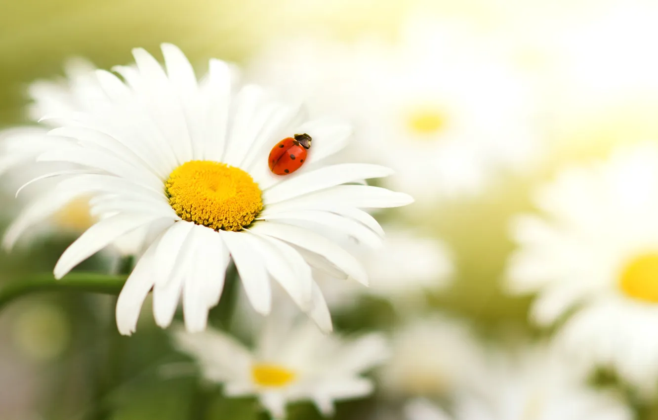 Photo wallpaper ladybug, petals, Daisy, insect