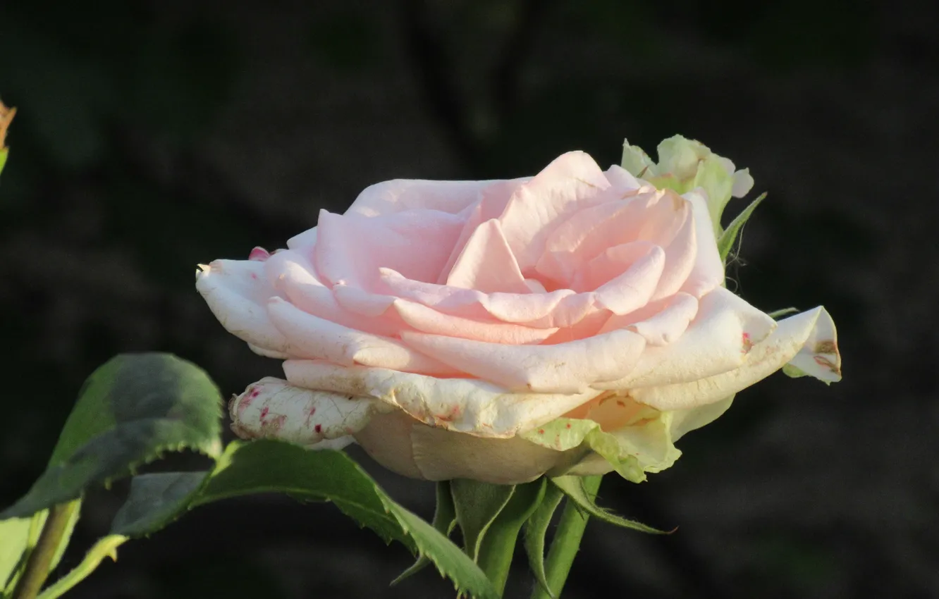 Photo wallpaper Rose, Flower, Pink rose, Meduzanol ©