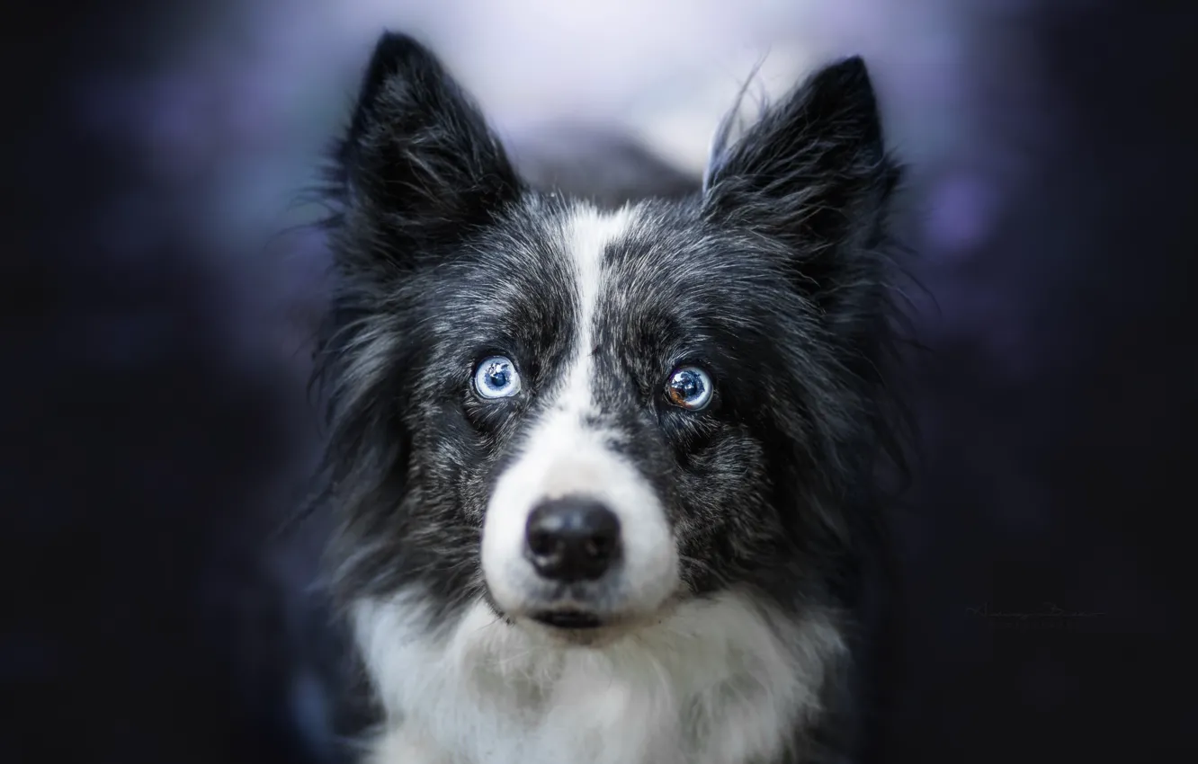 Photo wallpaper look, each, dog