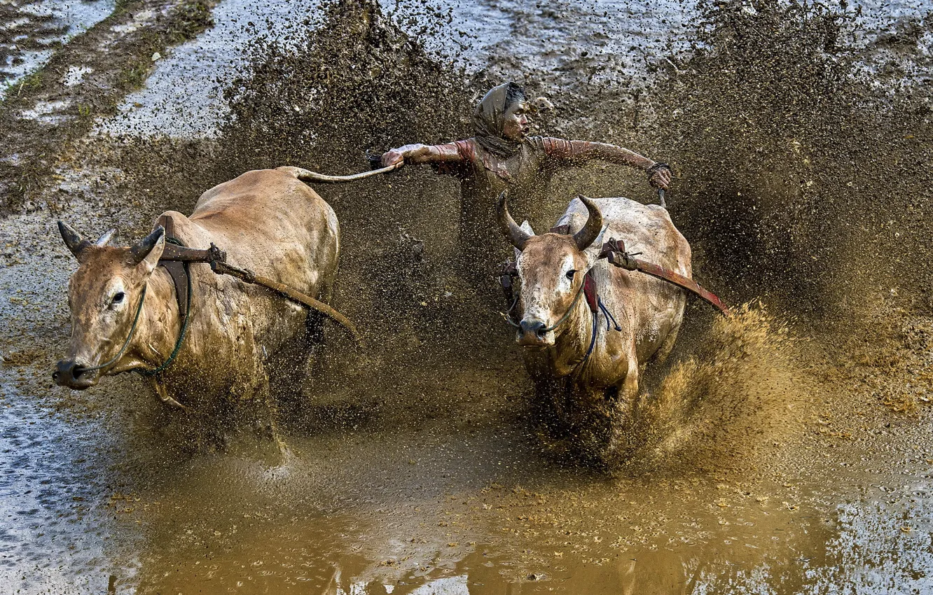 Photo wallpaper race, sport, dirt, bulls