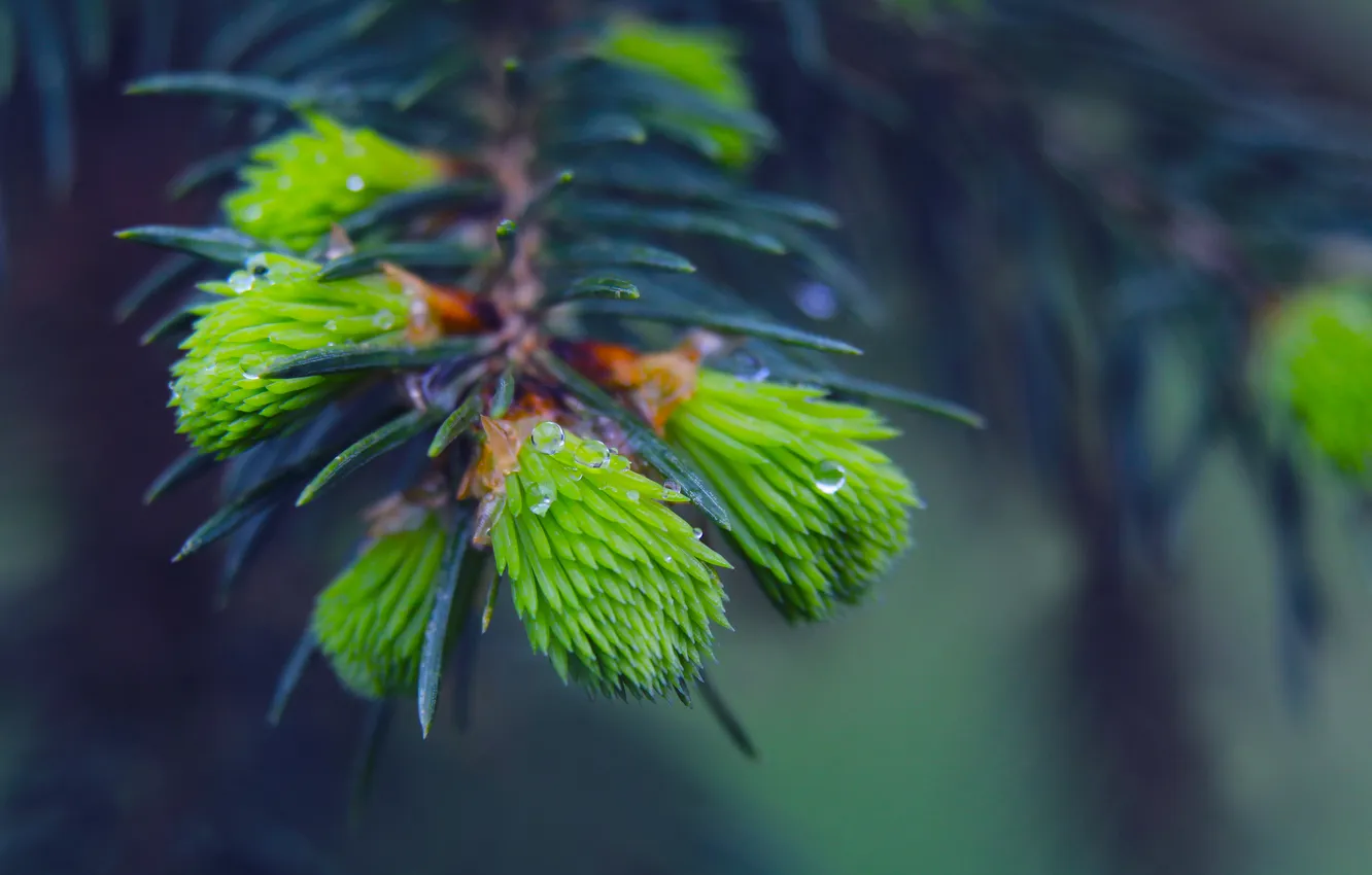 Photo wallpaper spring, pine, spruce, twig
