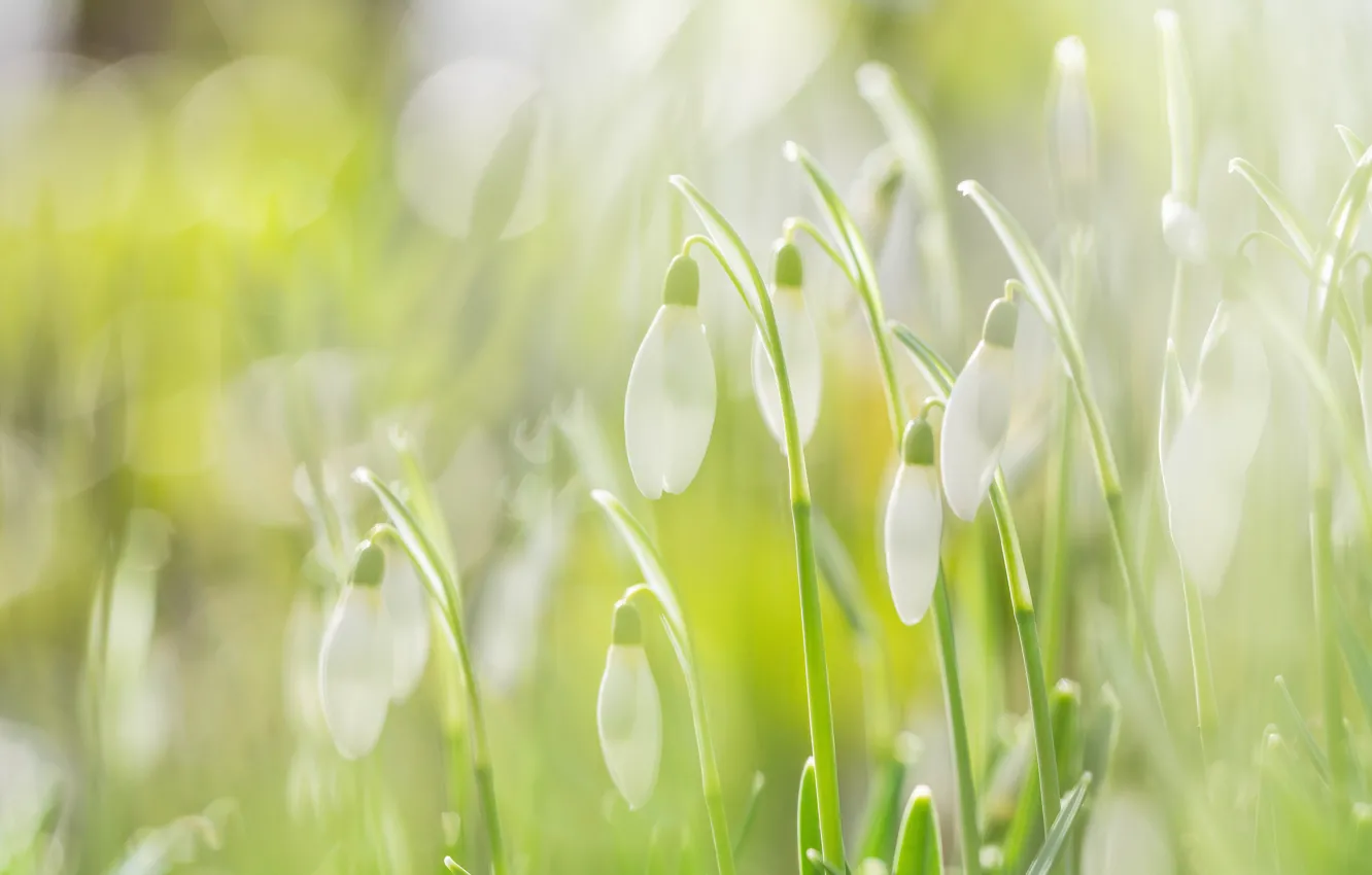 Photo wallpaper greens, light, flowers, nature, mood, glade, spring, snowdrops