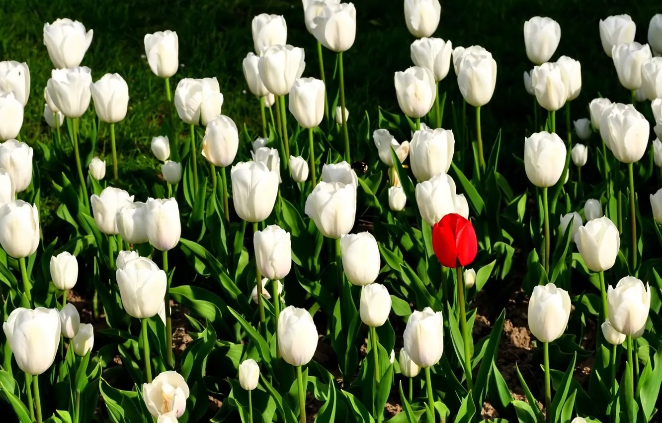 Photo wallpaper tulips, flowerbed, white tulips