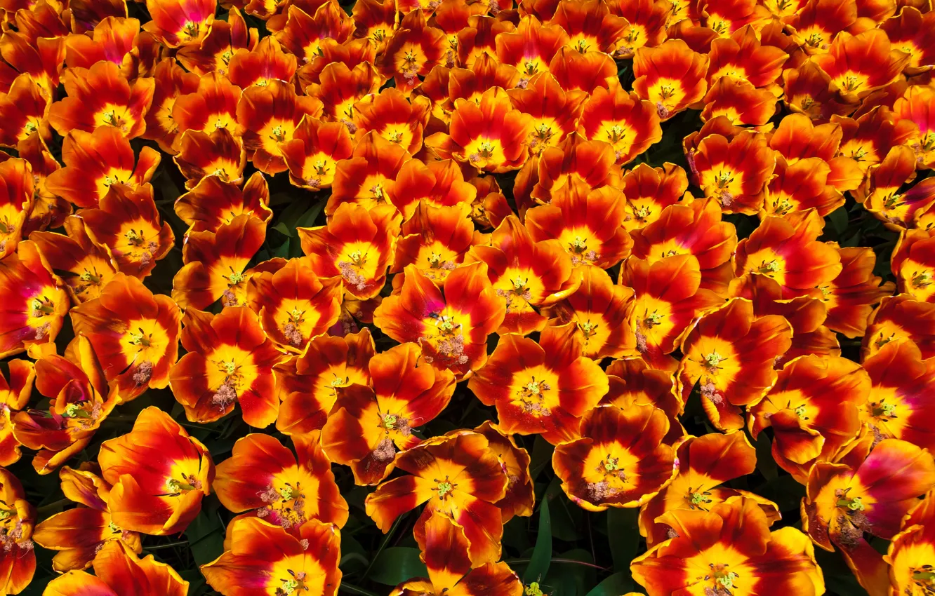 Photo wallpaper flowers, orange, bright, spring, tulips, flowerbed, a lot, fire