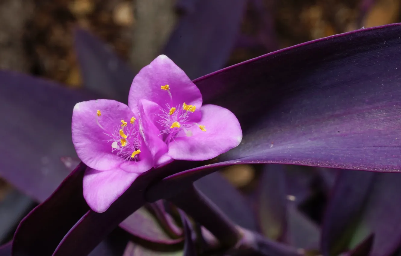 Photo wallpaper summer, flowers, flowering