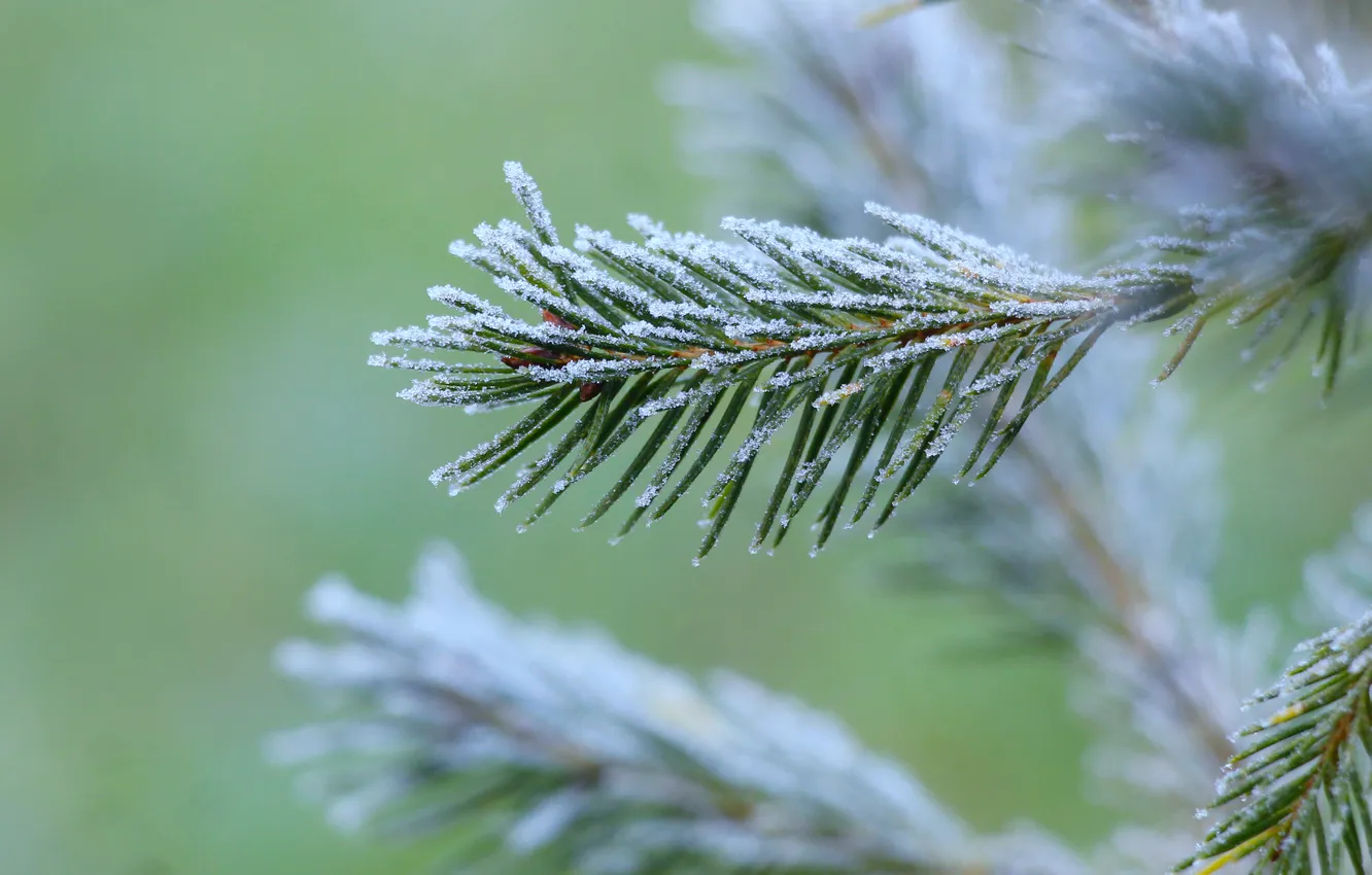 Photo wallpaper winter, twig, hoarfrost