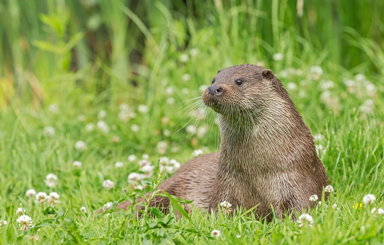 Photo wallpaper grass, face, flowers, pose, clover, otter, river
