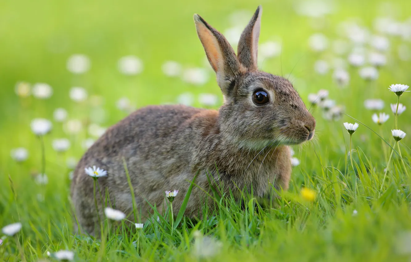Photo wallpaper summer, grass, look, flowers, grey, glade, hare, Bunny