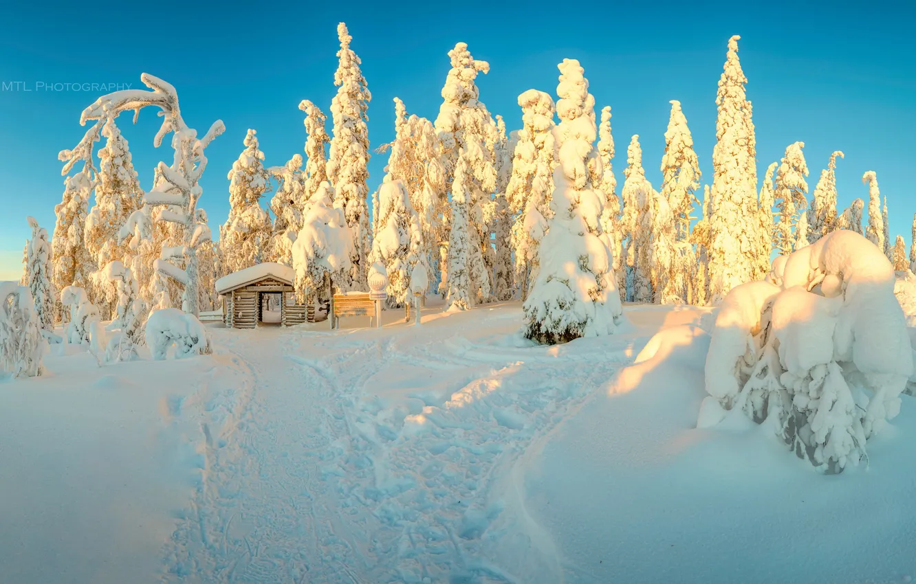 Photo wallpaper winter, forest, snow, morning