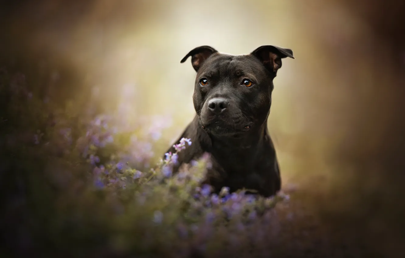 Photo wallpaper look, face, flowers, dog, bokeh, American Staffordshire Terrier