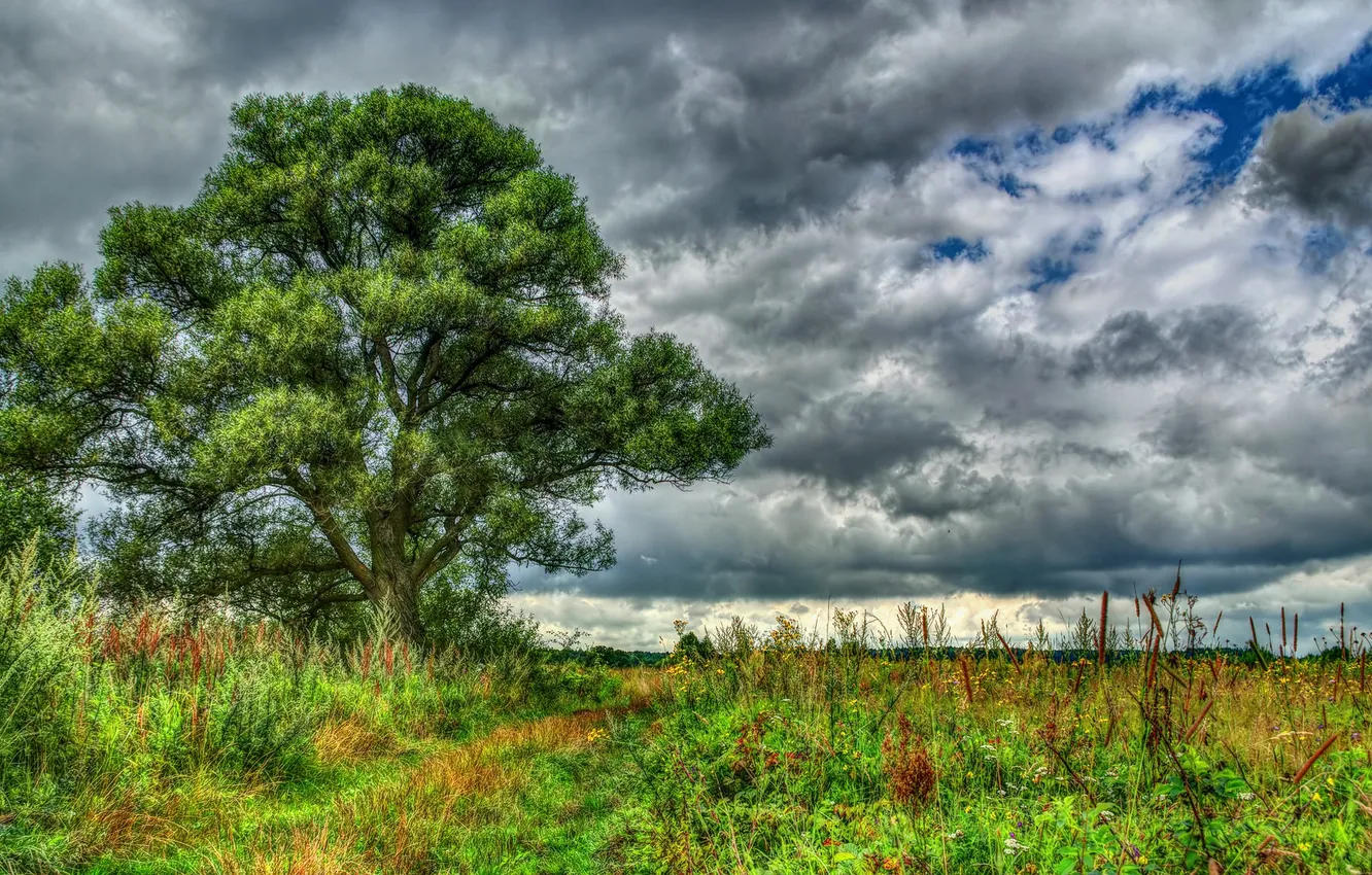 Photo wallpaper field, the sky, grass, trees, clouds