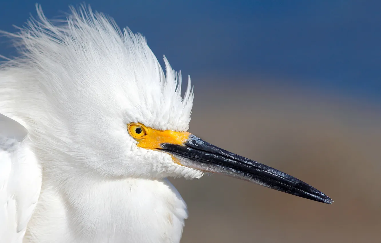 Photo wallpaper macro, nature, bird