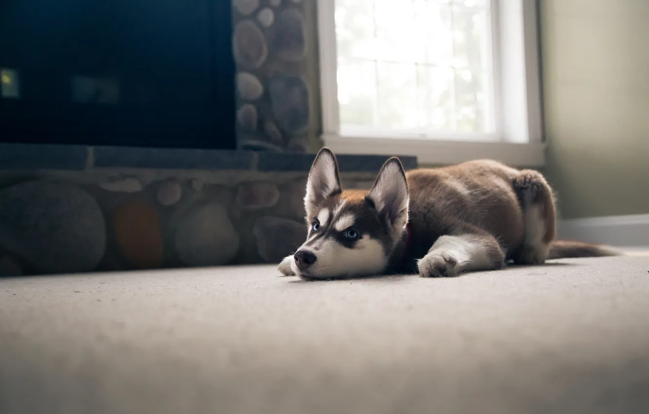 Photo wallpaper look, each, dog