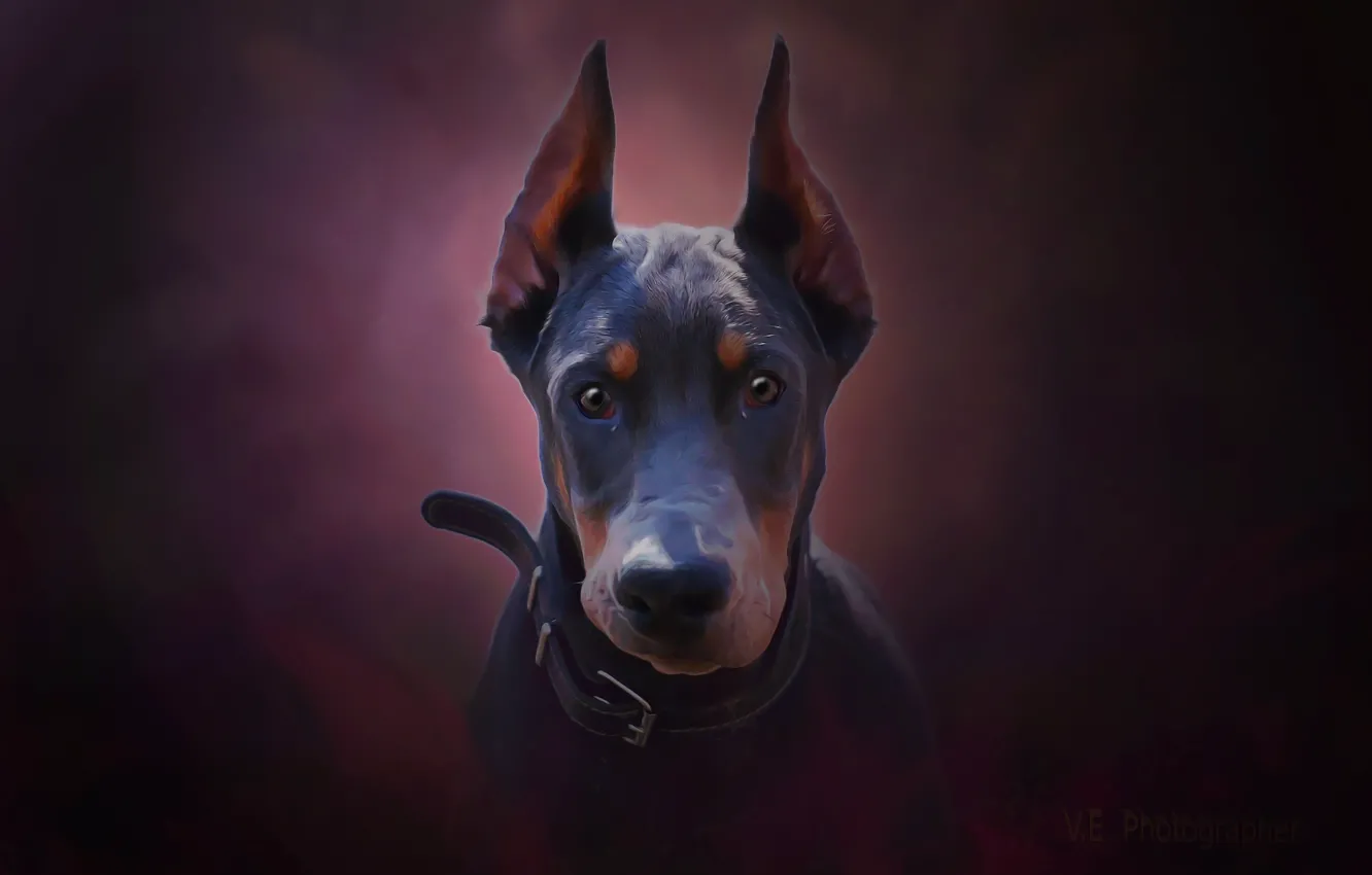 Photo wallpaper look, each, dog, picture, Doberman