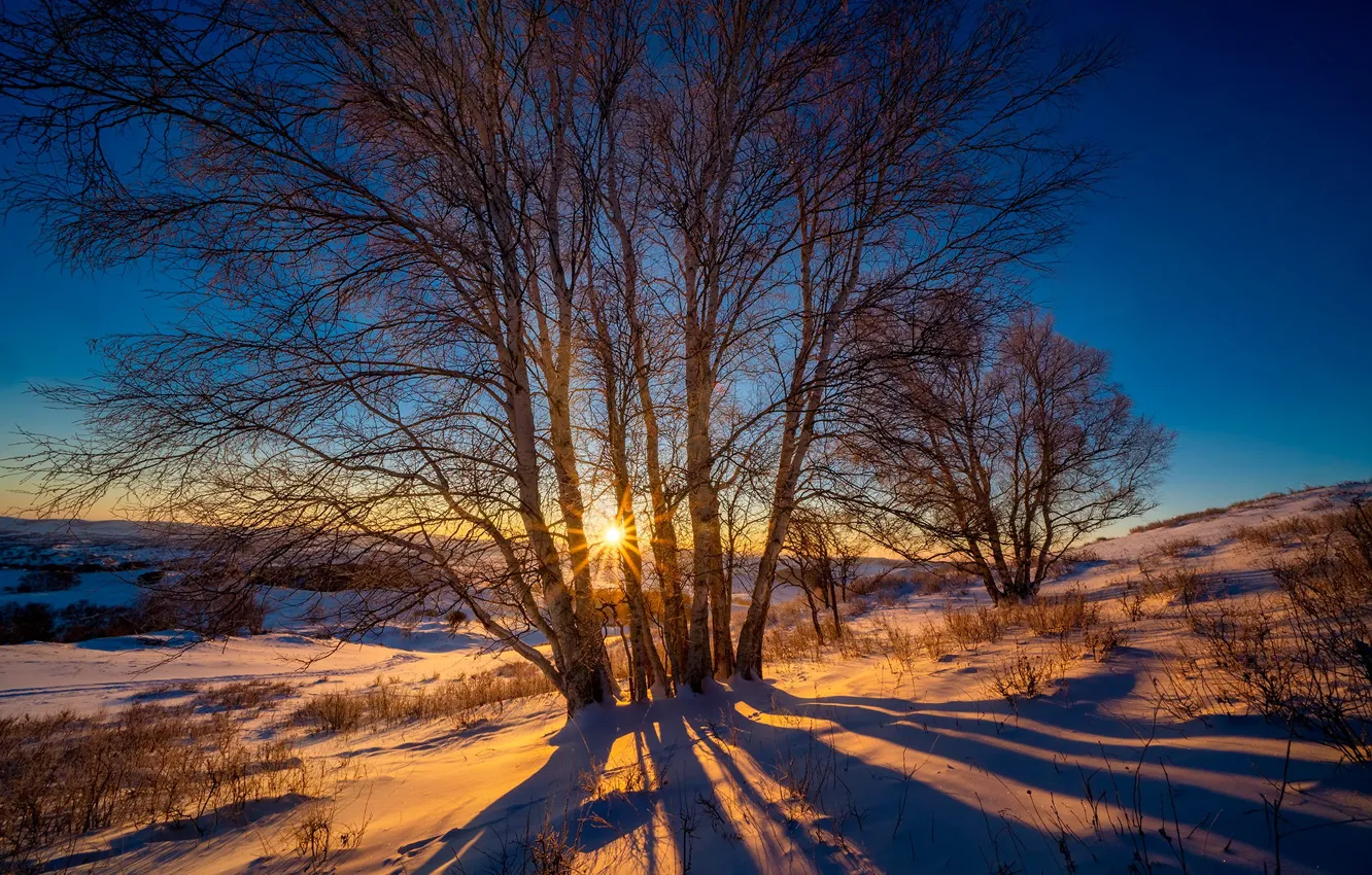 Photo wallpaper the sun, trees, sunset, hills