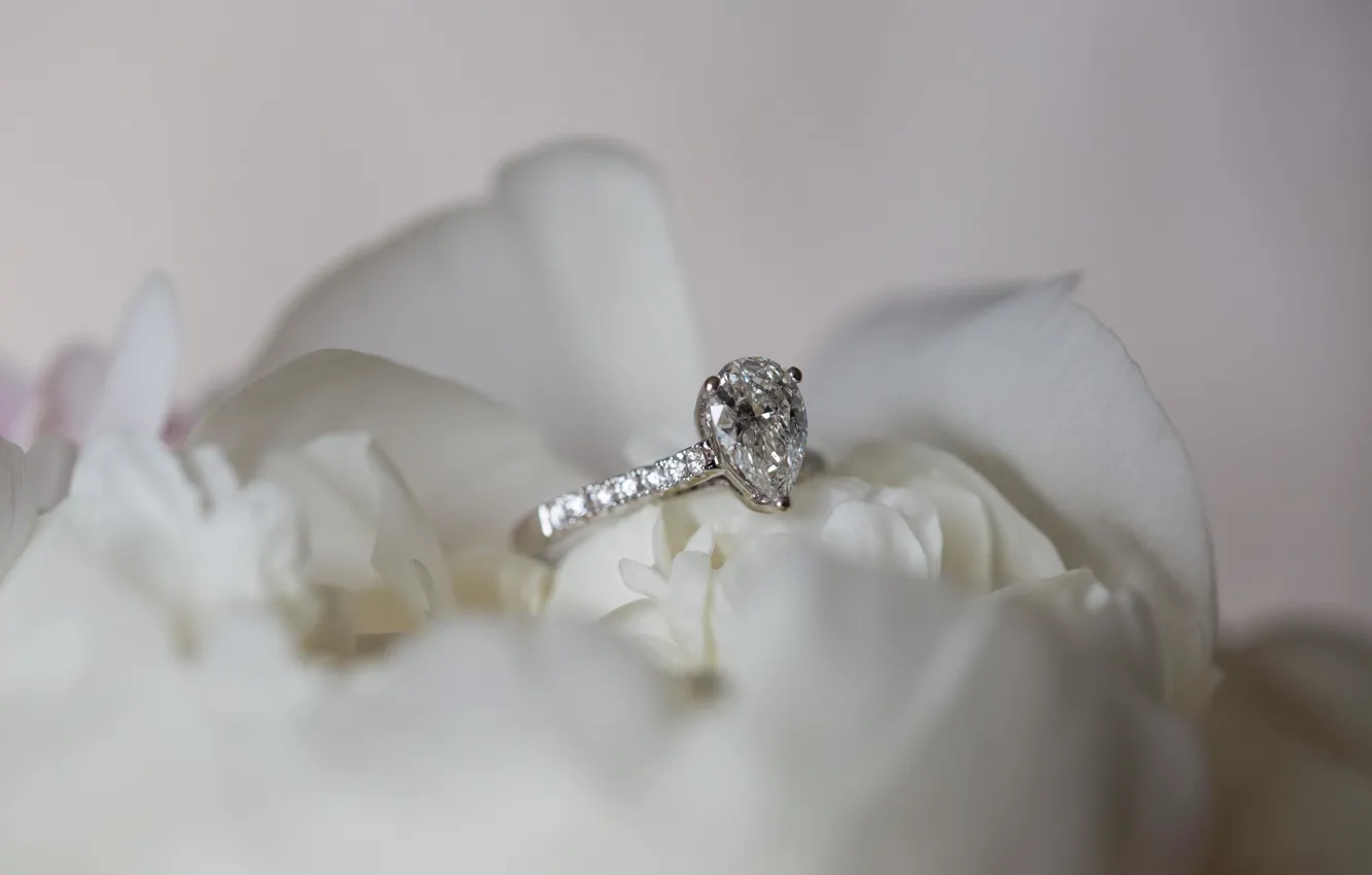 Photo wallpaper flower, rose, ring, wedding