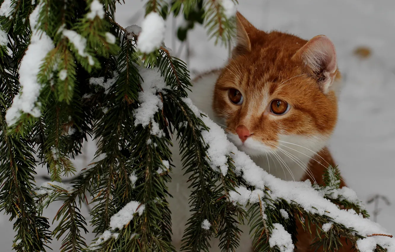 Photo wallpaper winter, cat, cat, look, snow, branches, nature, in the snow