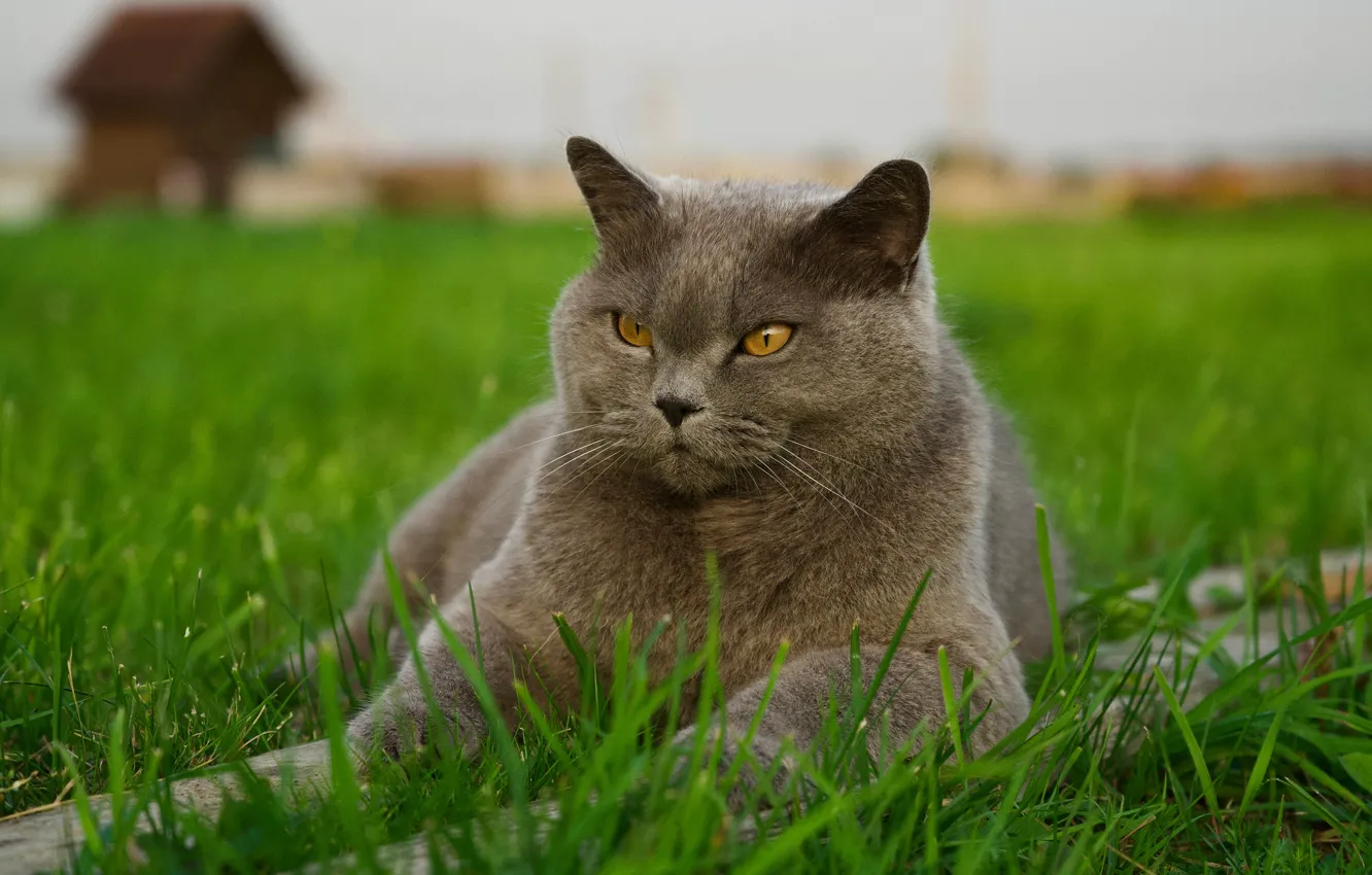 Photo wallpaper cat, cat, look, nature, grey, lies, British