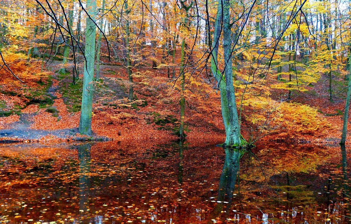 Photo wallpaper forest, park, autumn, lake, tree