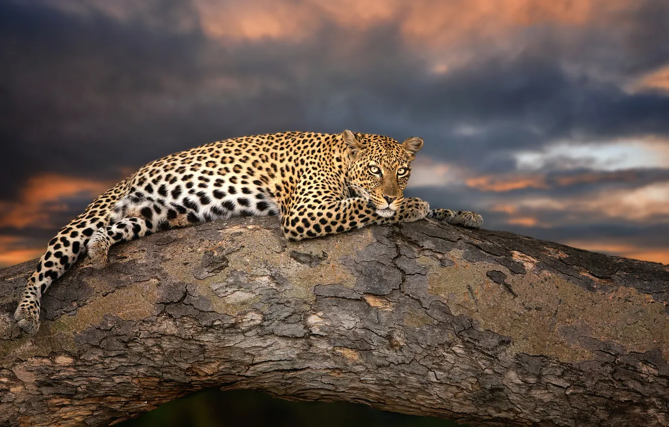 Photo wallpaper the sky, look, trees, clouds, leopard, lies