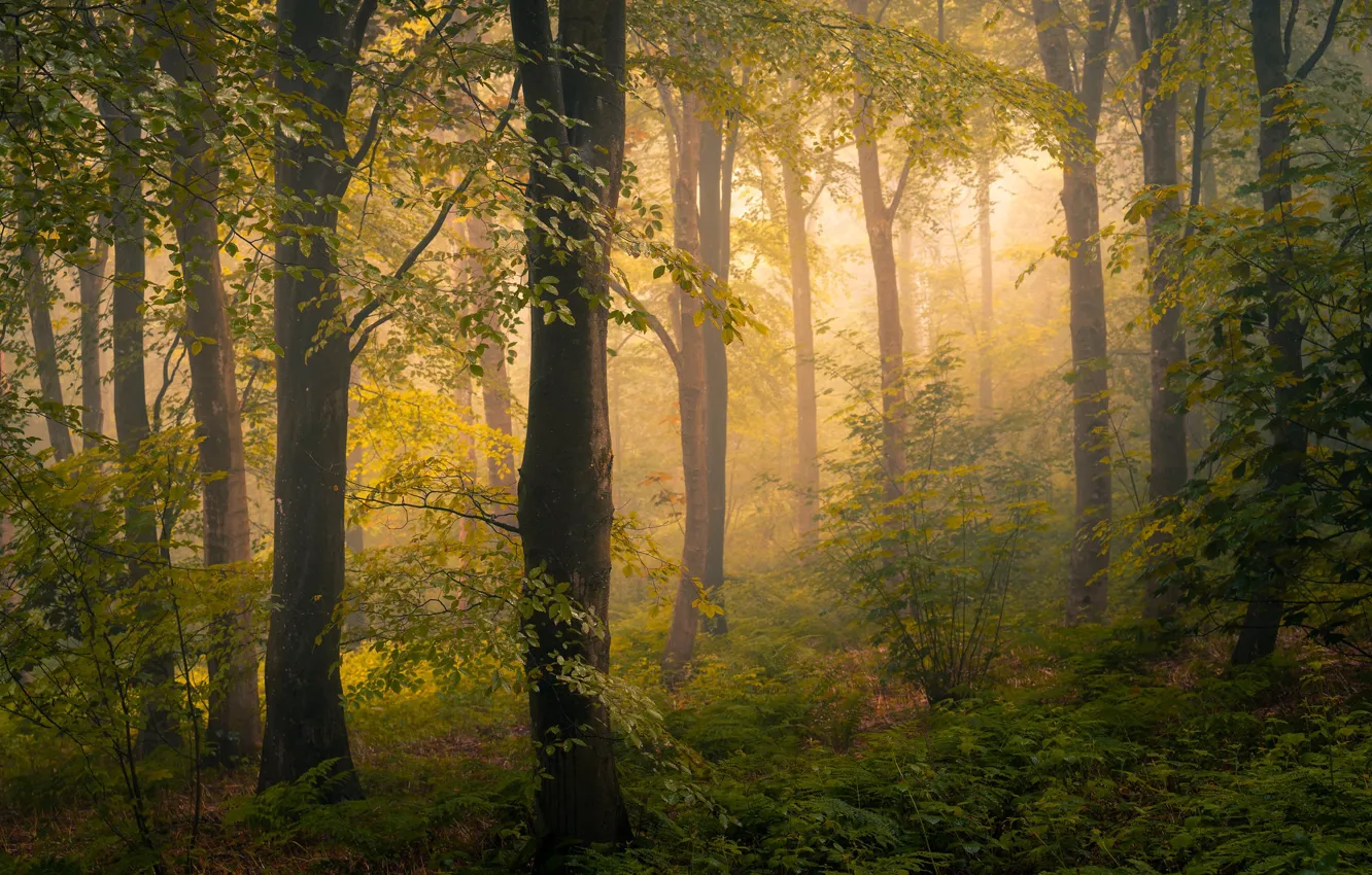 Photo wallpaper forest, light, trees, fog, thickets, branch, foliage, morning