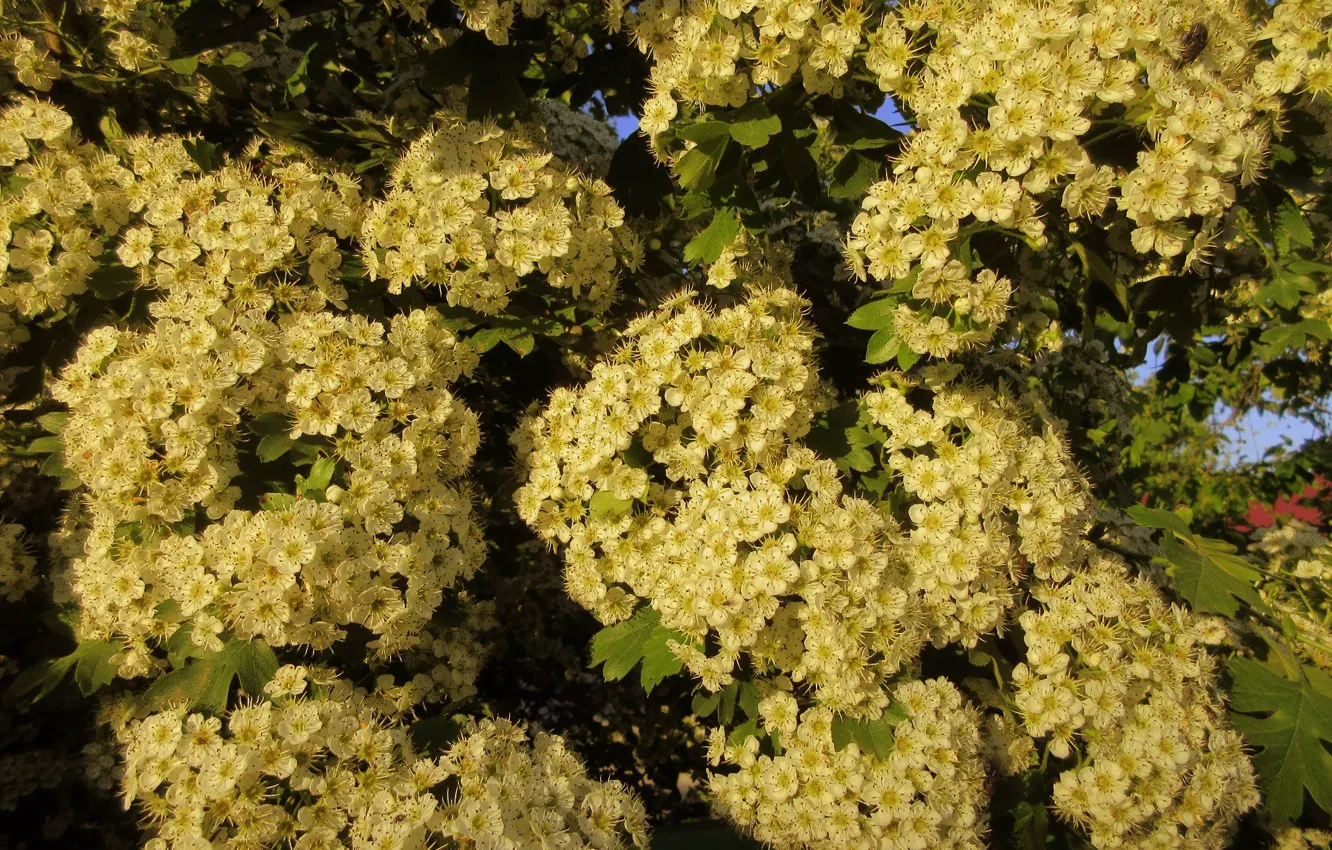 Photo wallpaper trees, flowering, at sunset, spring 2018, Meduzanol ©