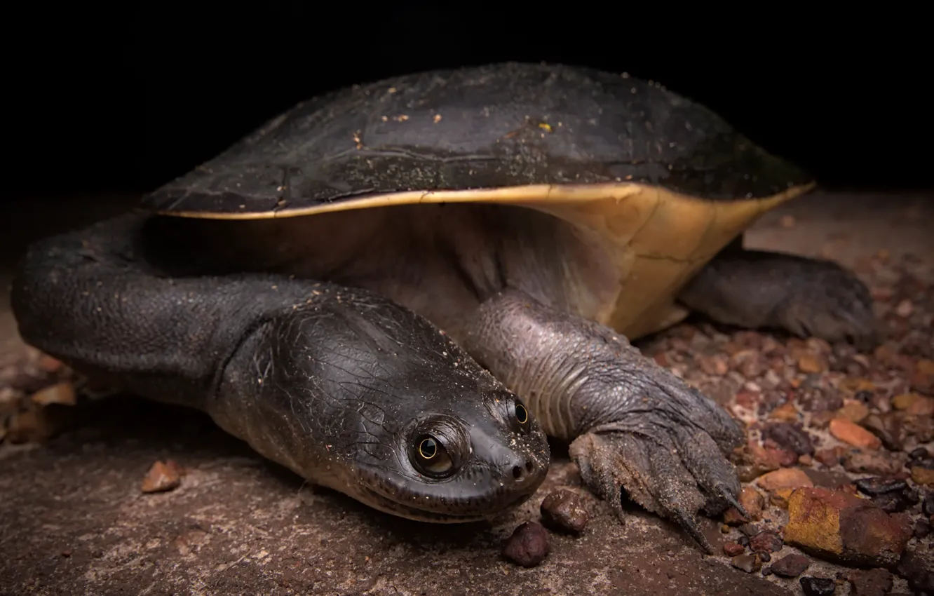 Photo wallpaper reptile, Chelodina rugosa, Northern snake-necked turtle
