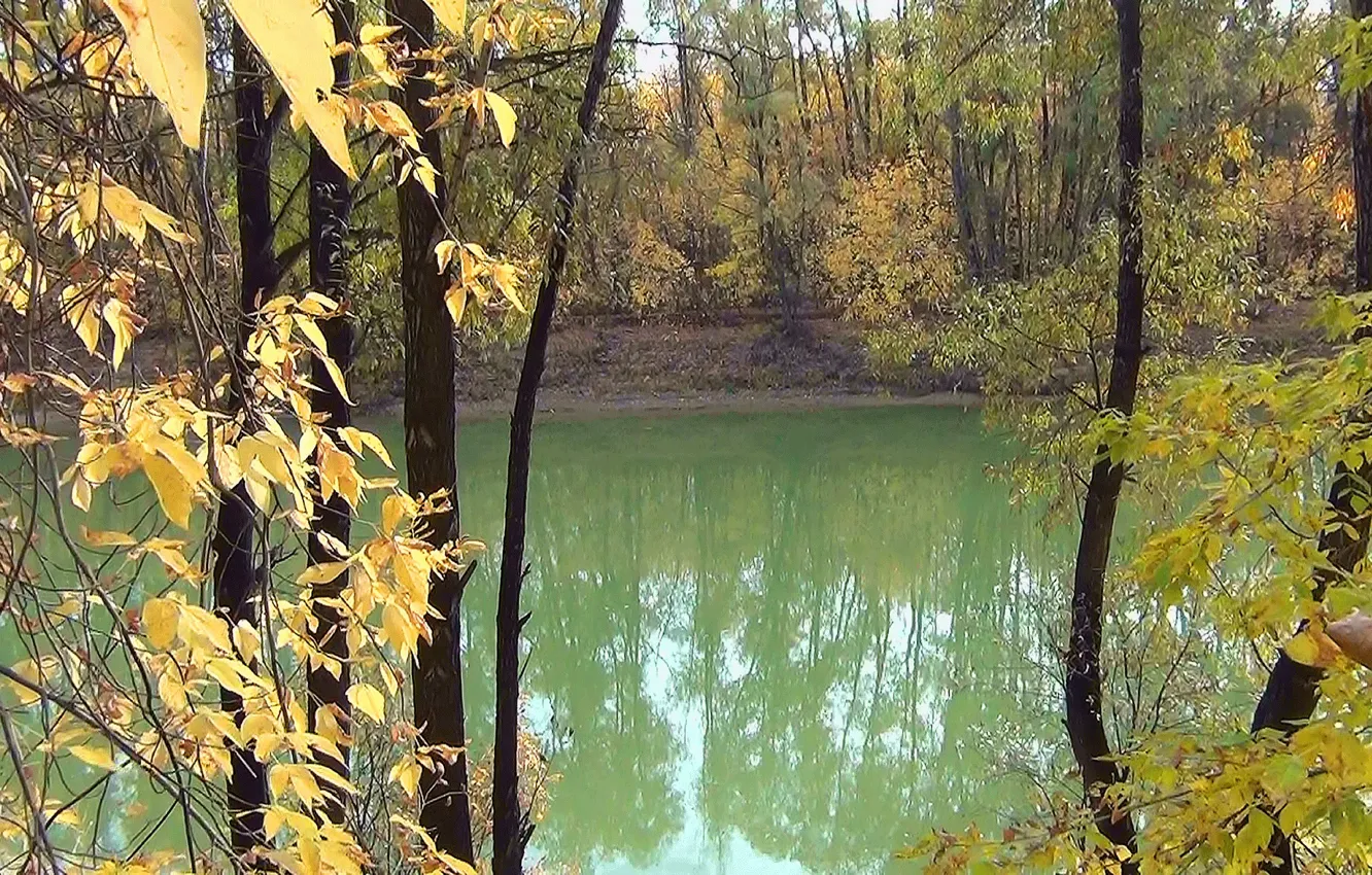 Photo wallpaper autumn, forest, nature, river, foliage