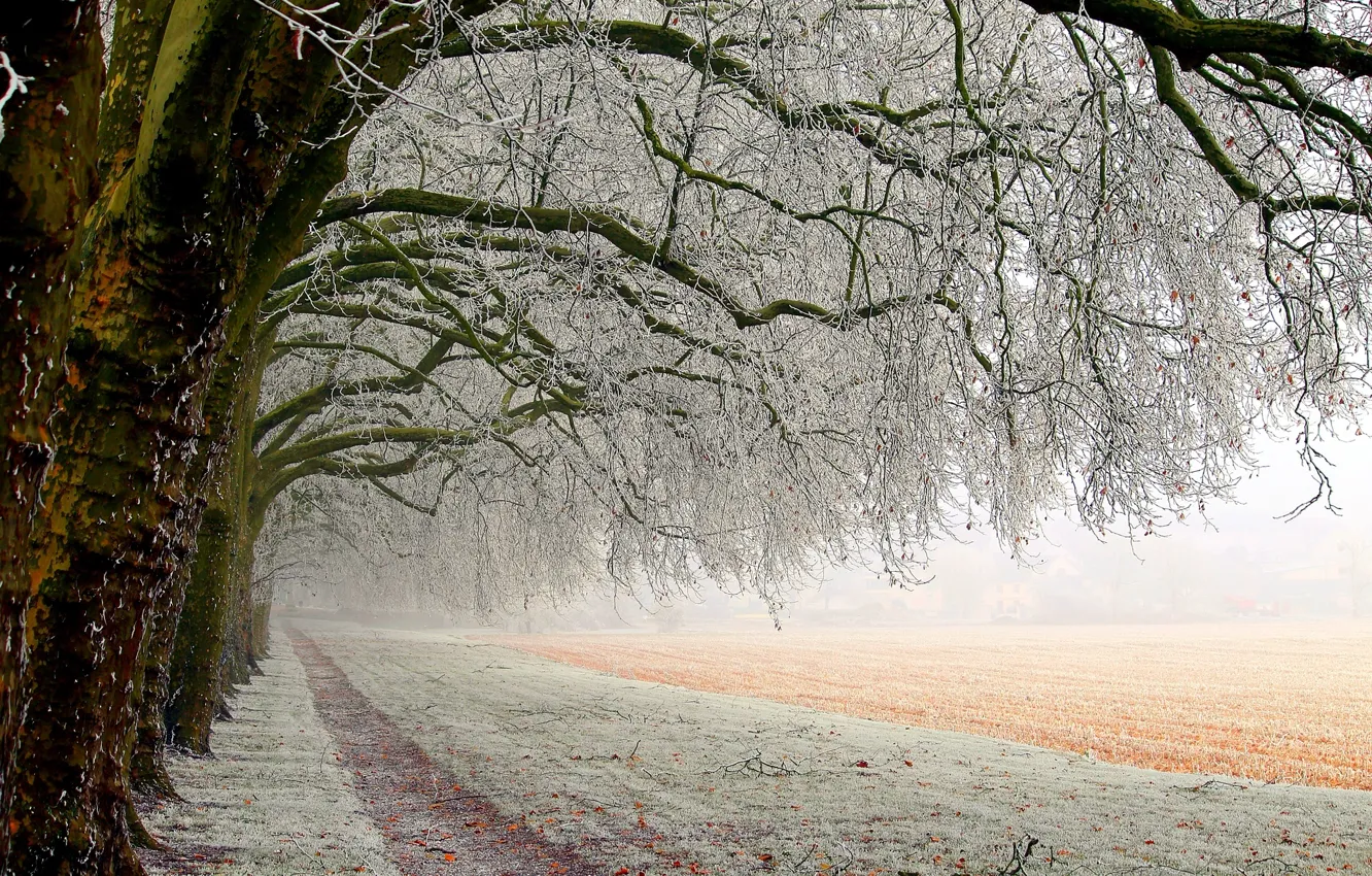 Photo wallpaper winter, field, forest, snow, trees, landscape, nature, the way