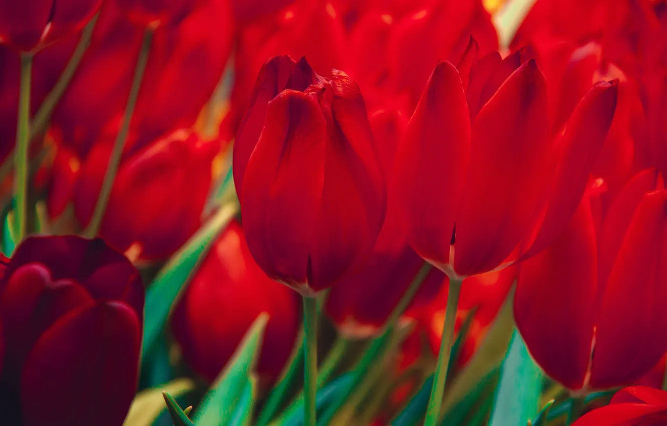 Photo wallpaper close-up, red, tulips, buds, al, a lot, fire, flaming