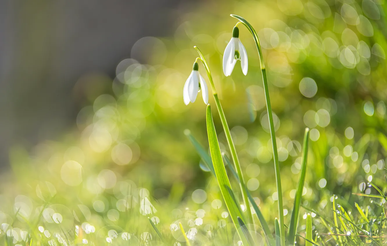 Photo wallpaper flowers, spring, snowdrops, Duo