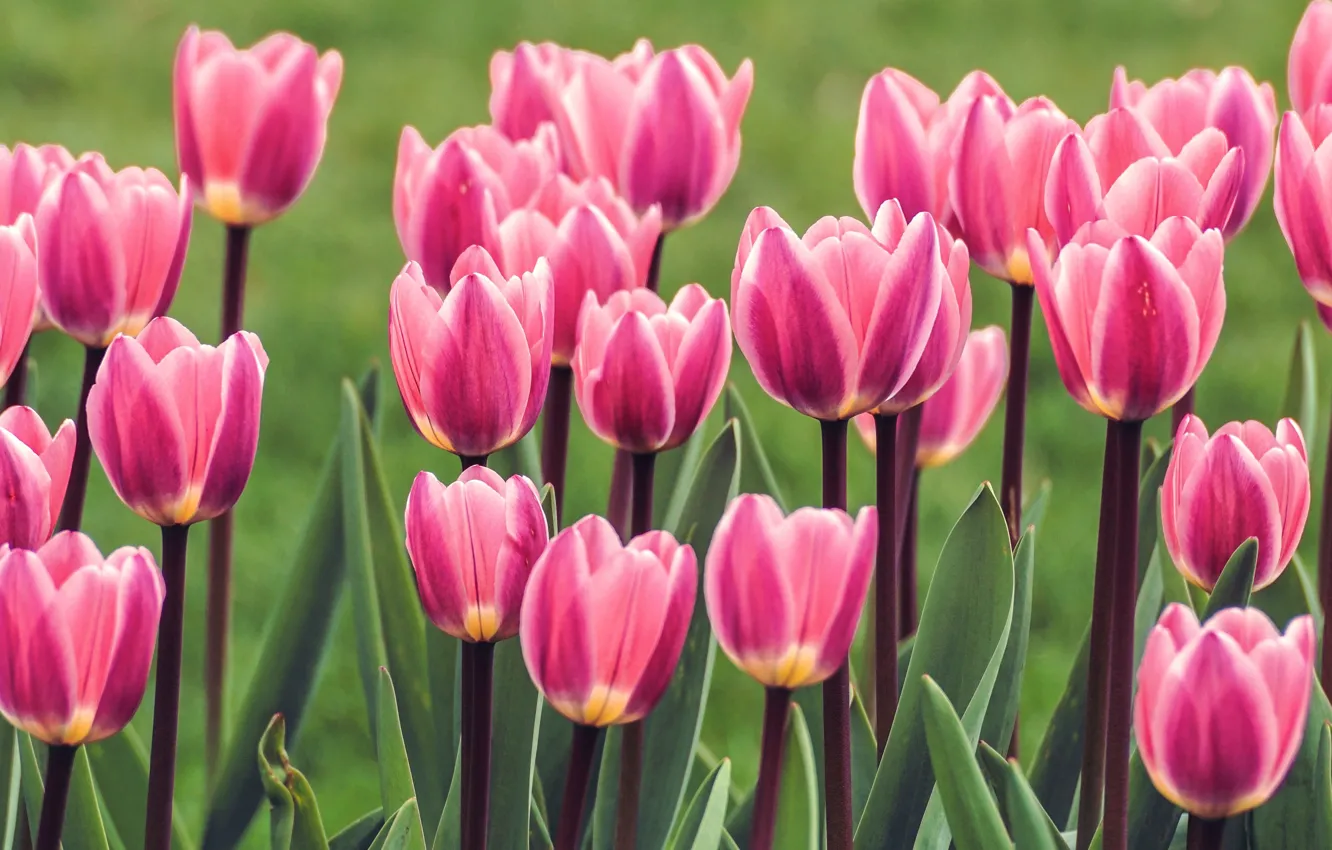 Photo wallpaper flowers, spring, tulips, pink, buds, flowerbed, a lot
