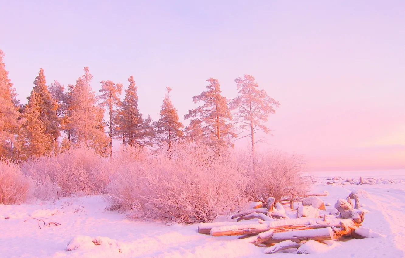 Photo wallpaper winter, snow, trees, color