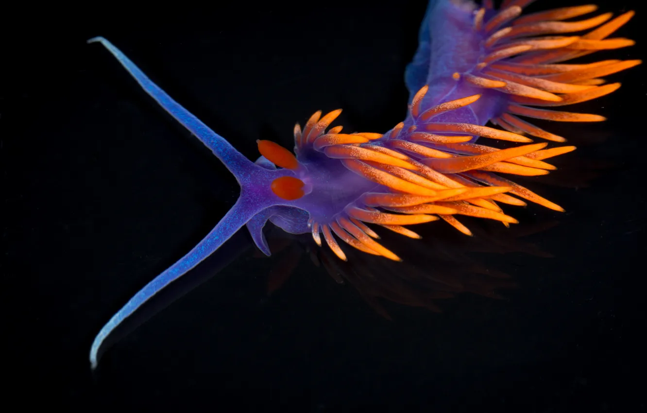 Photo wallpaper sea, the ocean, slug, Spanish shawl, Slugs