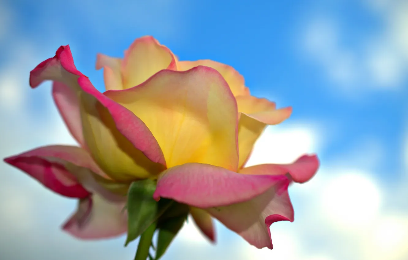 Photo wallpaper the sky, macro, roses, petals