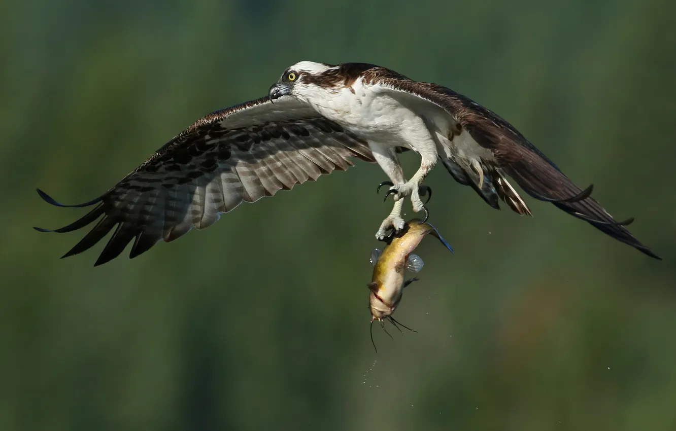 Photo wallpaper bird, wings, fish, flight, mining, catch, osprey